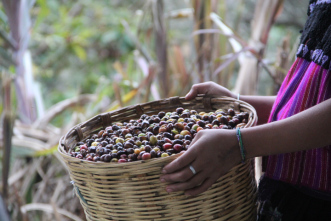 El 27 de enero las familias desplazadas de la Colonia Puebla anunciaron que se quedan 10 días más a la cosecha de su café en...